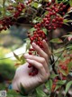 A person holding a bunch of red berries in their hand.